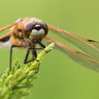 Four Spotted Chaser 13 